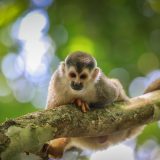 Un singe écureuil sur une branche, au Costa Rica