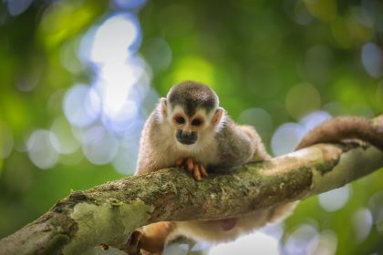 Un singe écureuil sur une branche, au Costa Rica