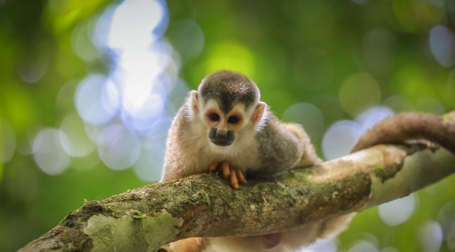 Un singe écureuil sur une branche, au Costa Rica