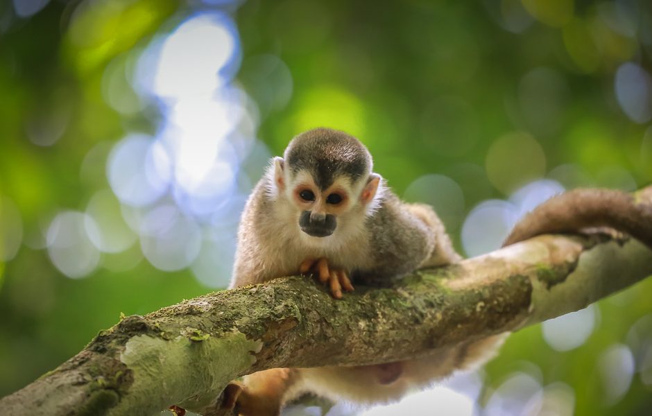 Un singe écureuil sur une branche, au Costa Rica