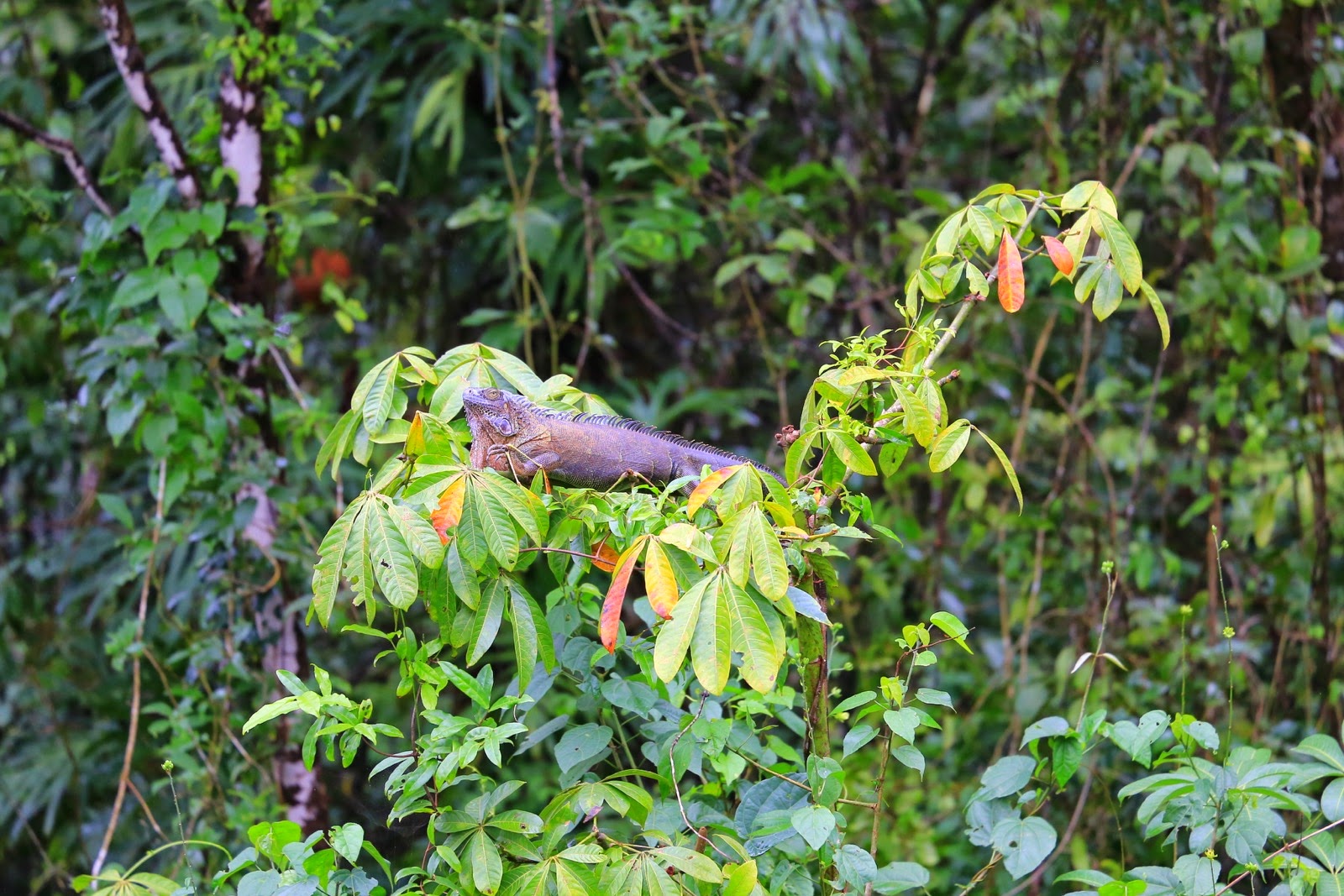Un iguane vert perché dans la végétation