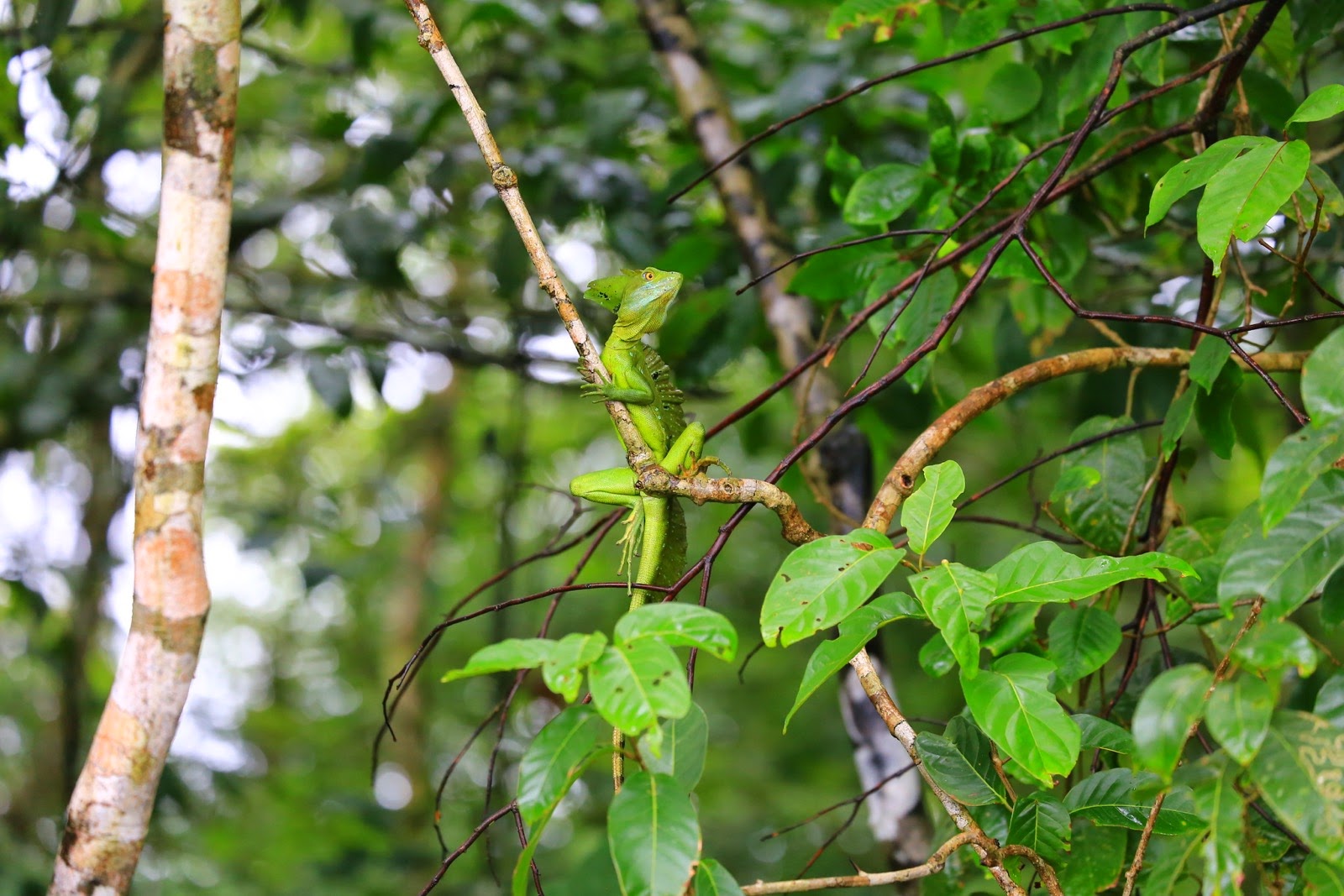 Un basilic vert sur une branche