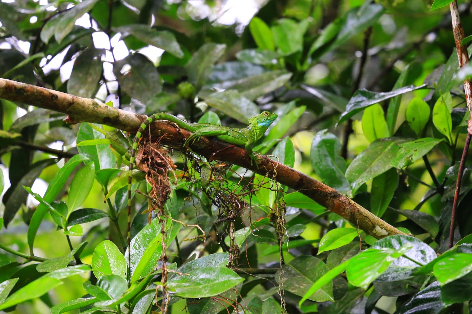 Un iguane vert dans les feuilles