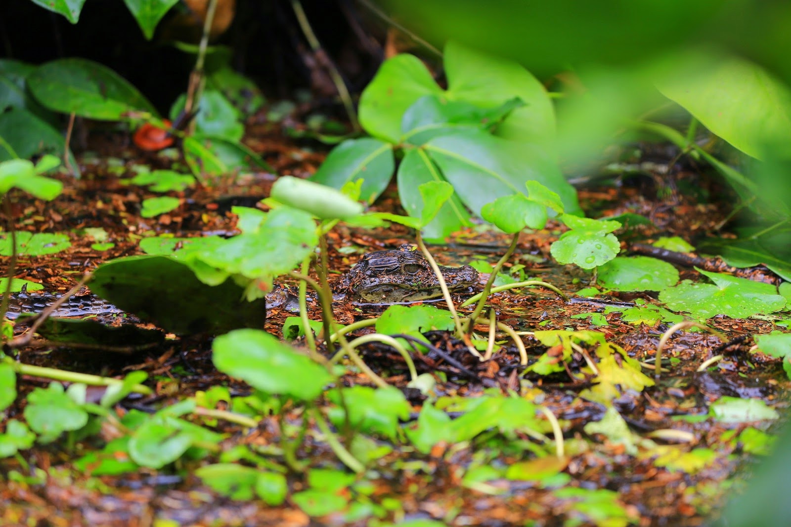 Un caïman dans l’herbe