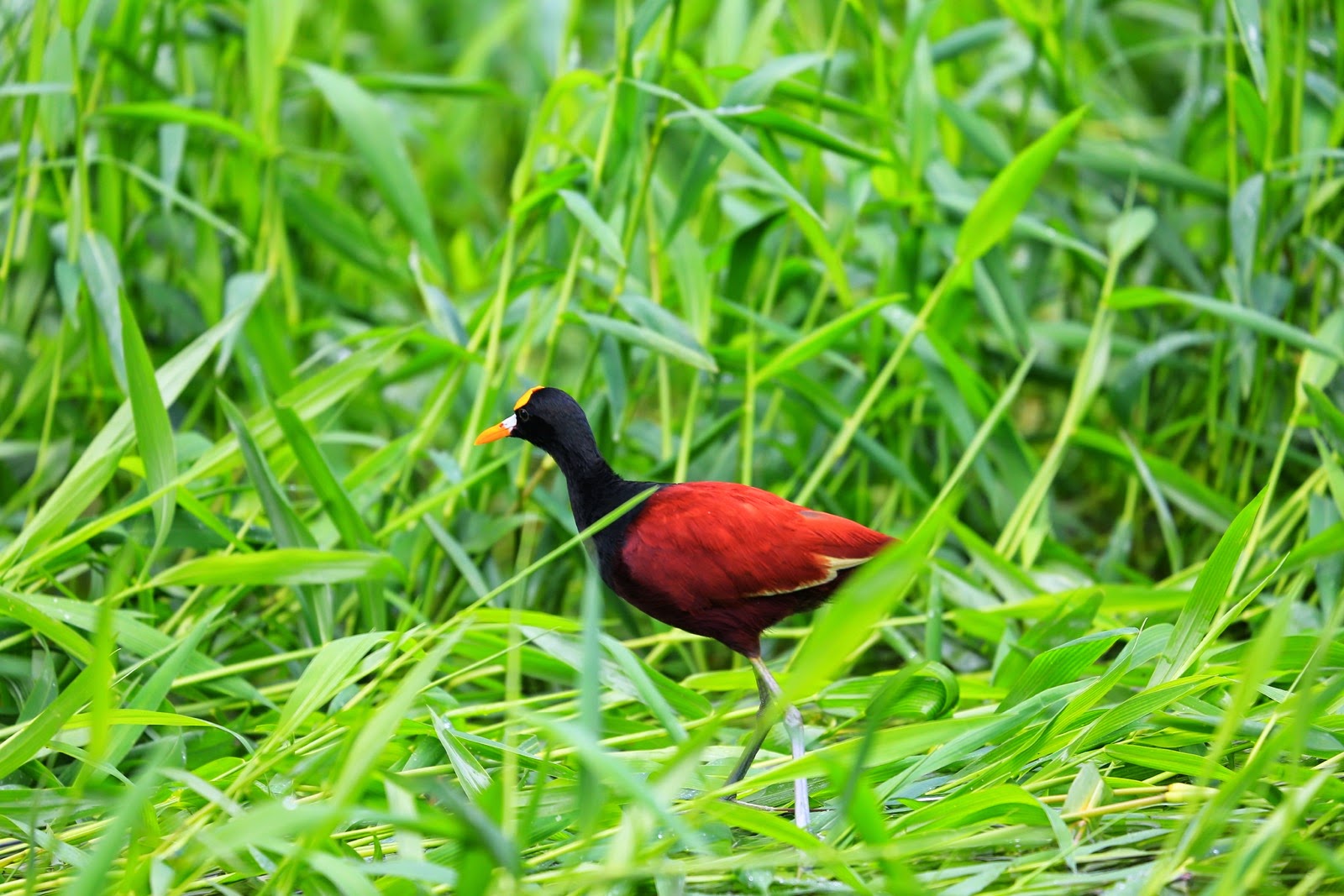 Un jacana dans l’herbe