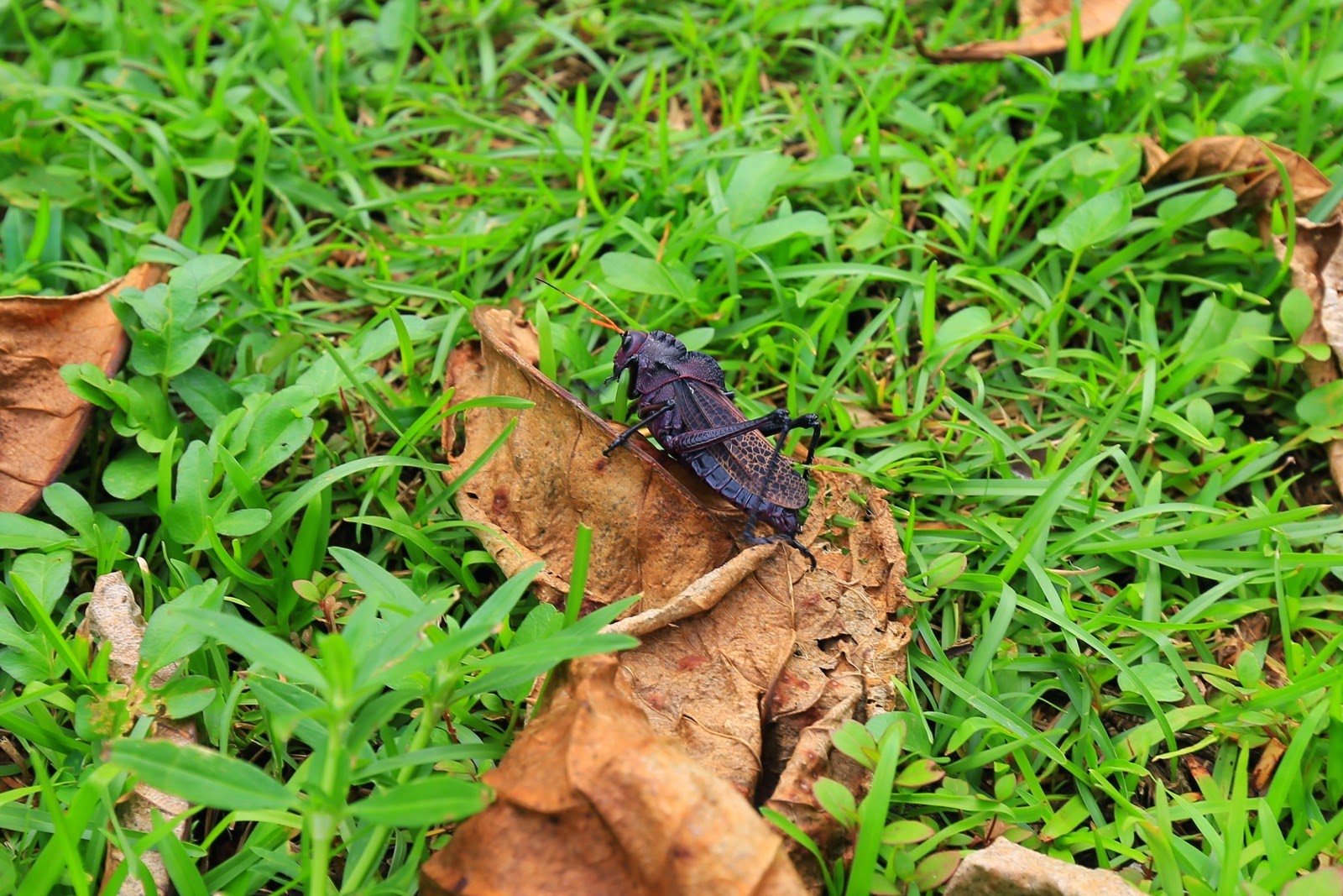 Un gros insecte noir dans l’herbe