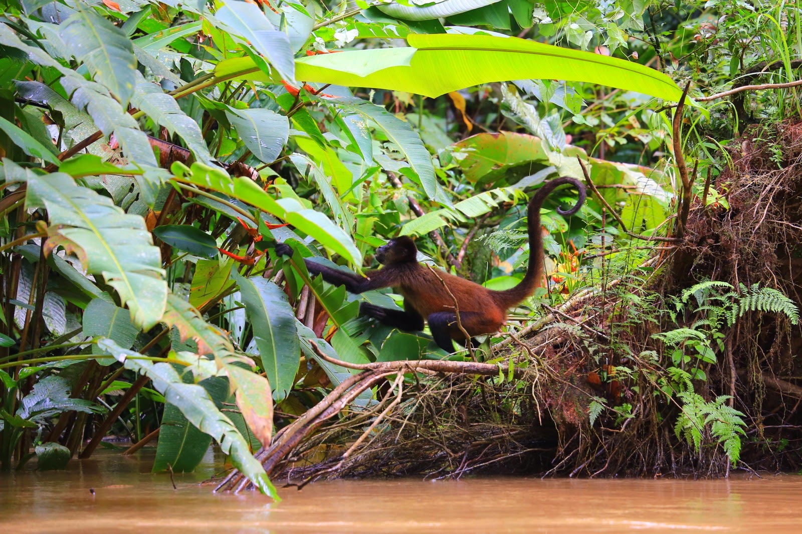 Un singe araignée dans les arbres du Costa Rica