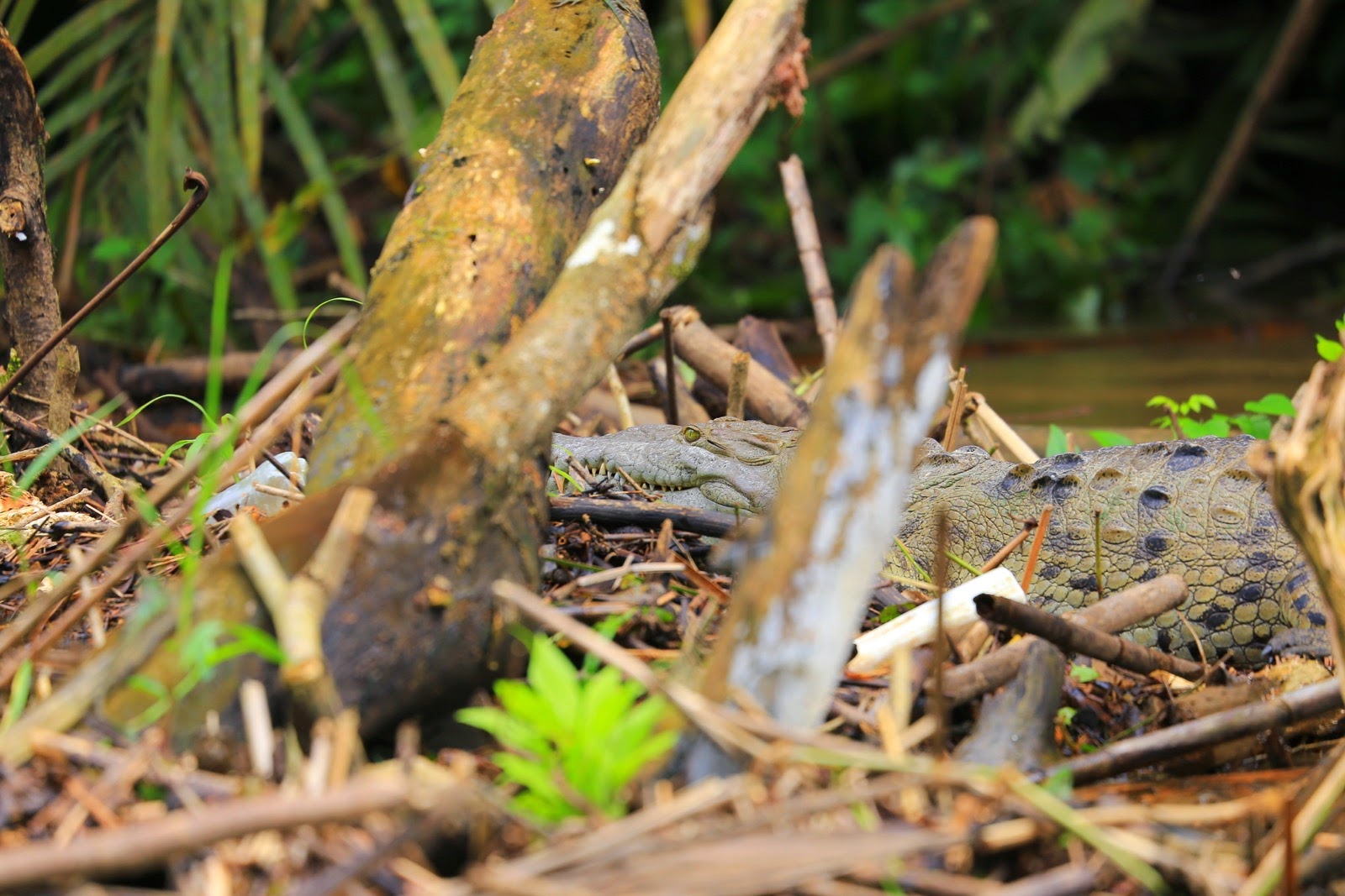 Un crocodile américain sur du bois mort