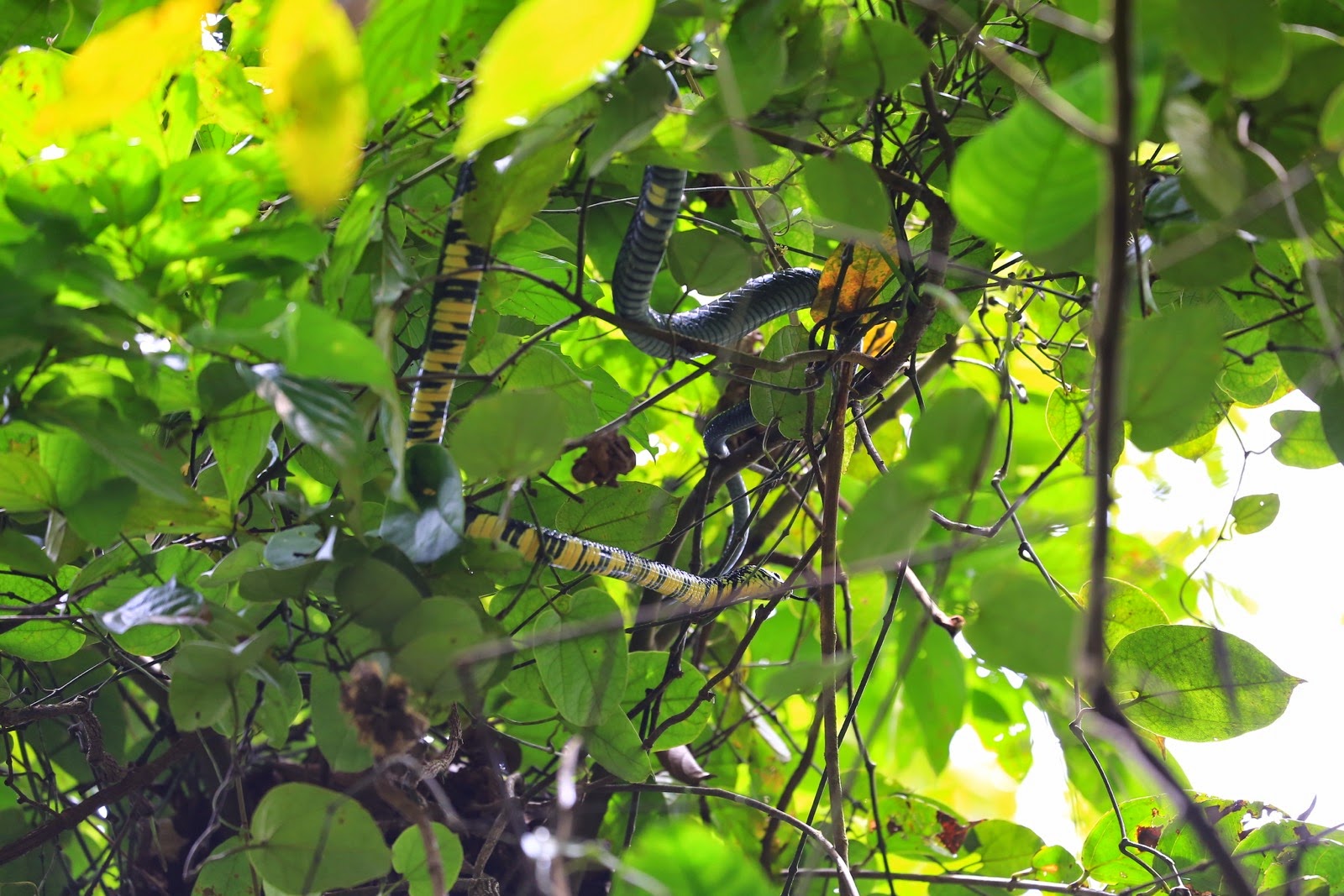 Un serpent enroulé dans la végétation