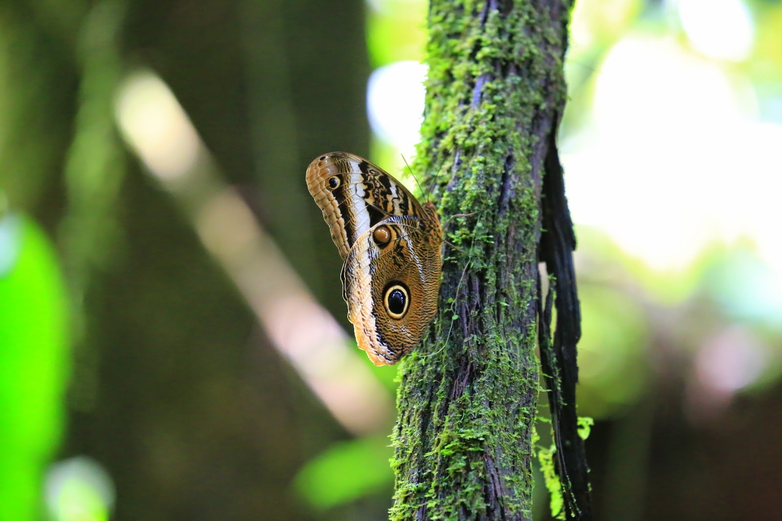Un papillon hibou posé sur un tronc
