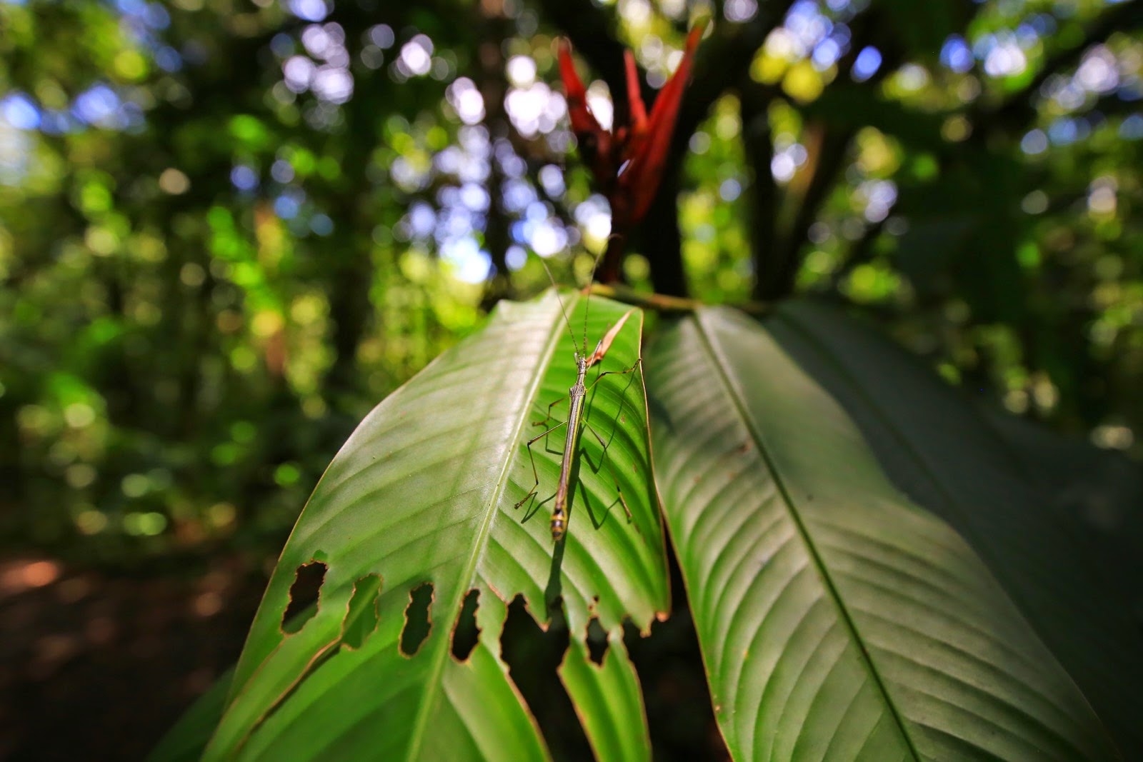 De larges feuilles de la forêt tropicale
