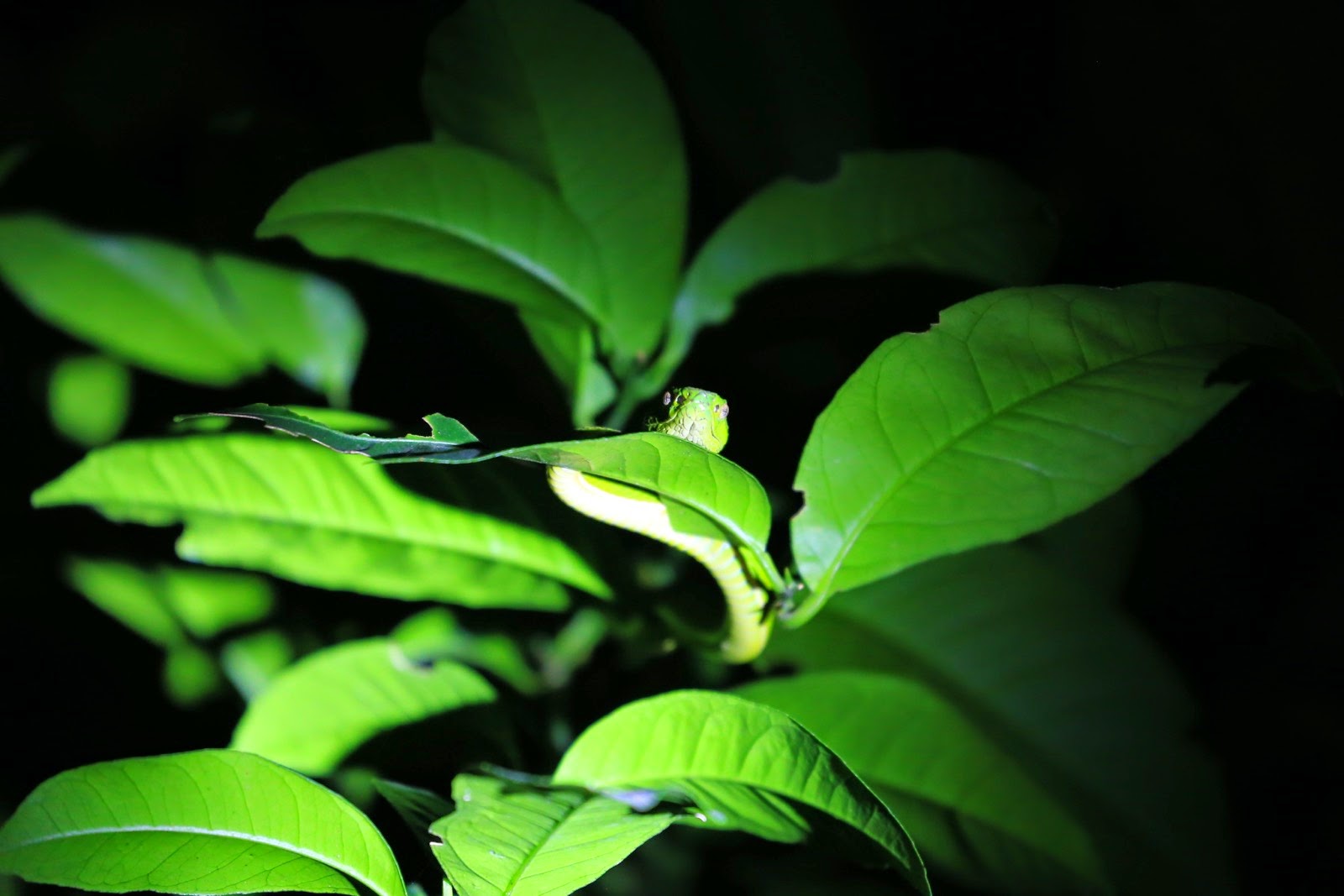 Un serpent liane dans les feuilles