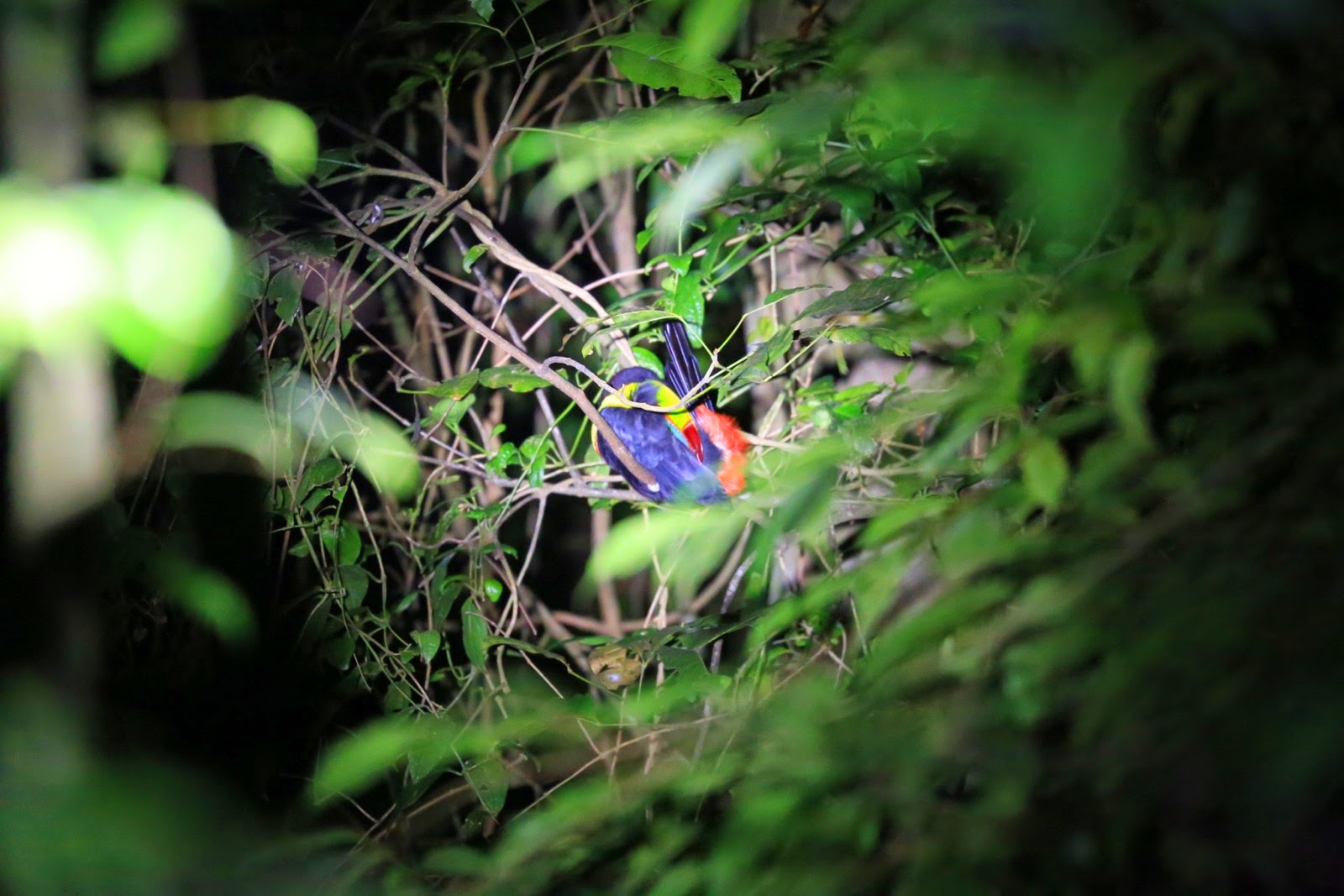 Un oiseau coloré endormi dans les branches