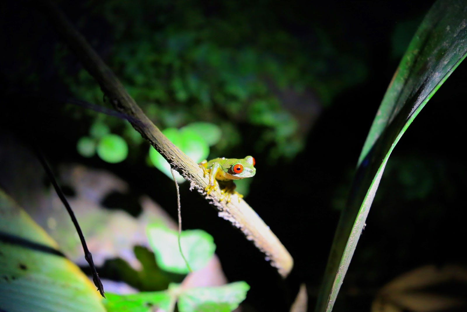 Une rainette aux yeux rouges, emblème du Costa Rica