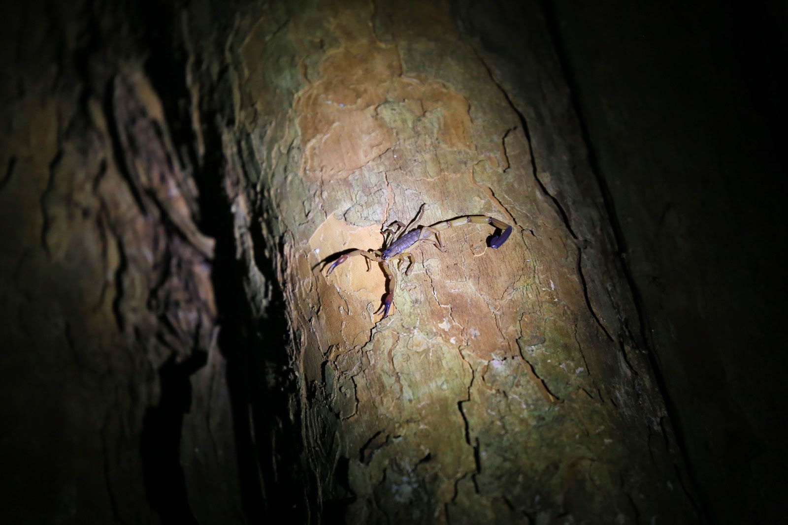 Un scorpion sur un tronc, de nuit