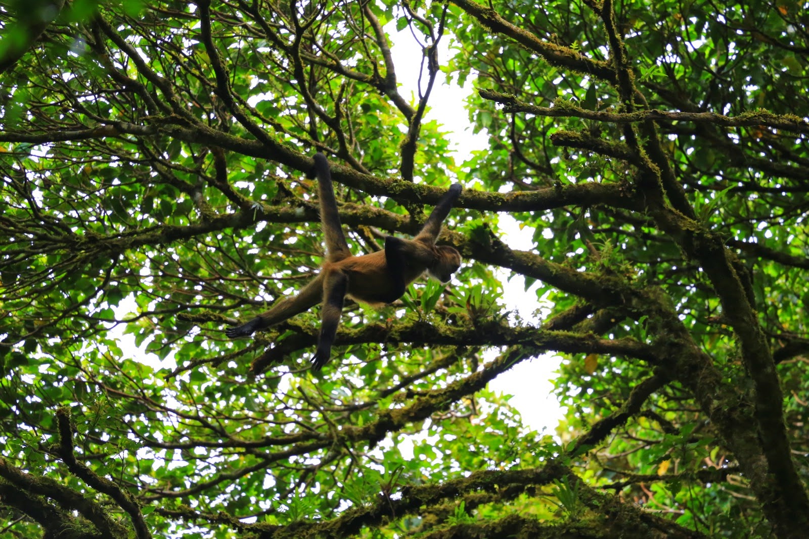 Un singe dans la canopée