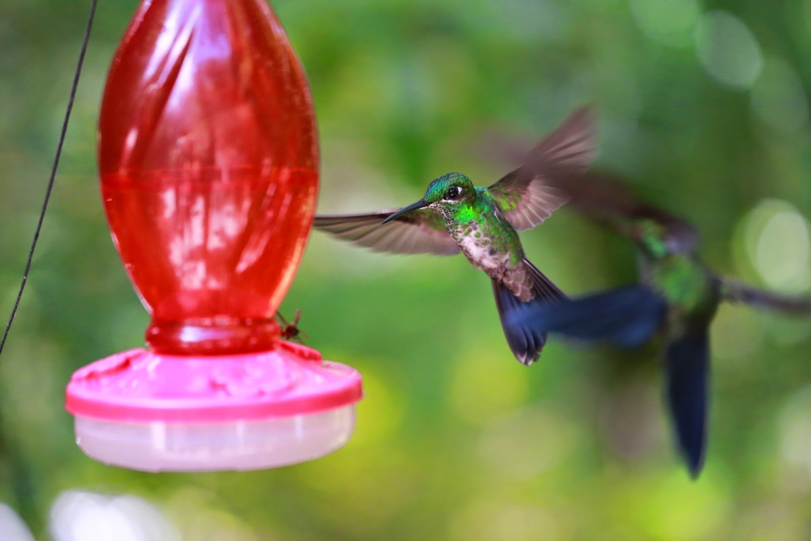 Des colibris autour d’un abreuvoir