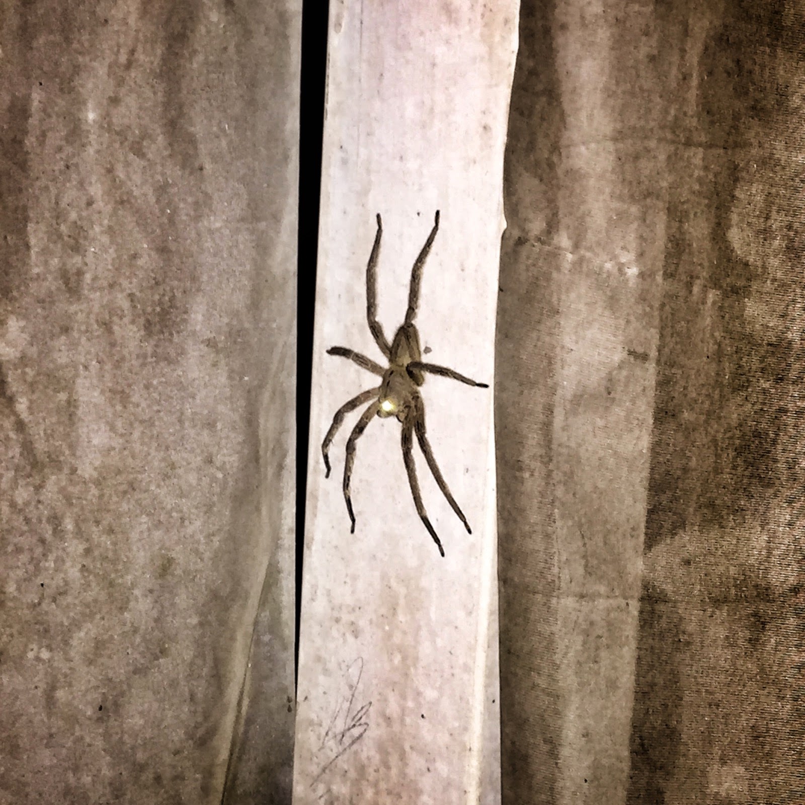 Une grosse araignée sur un mur