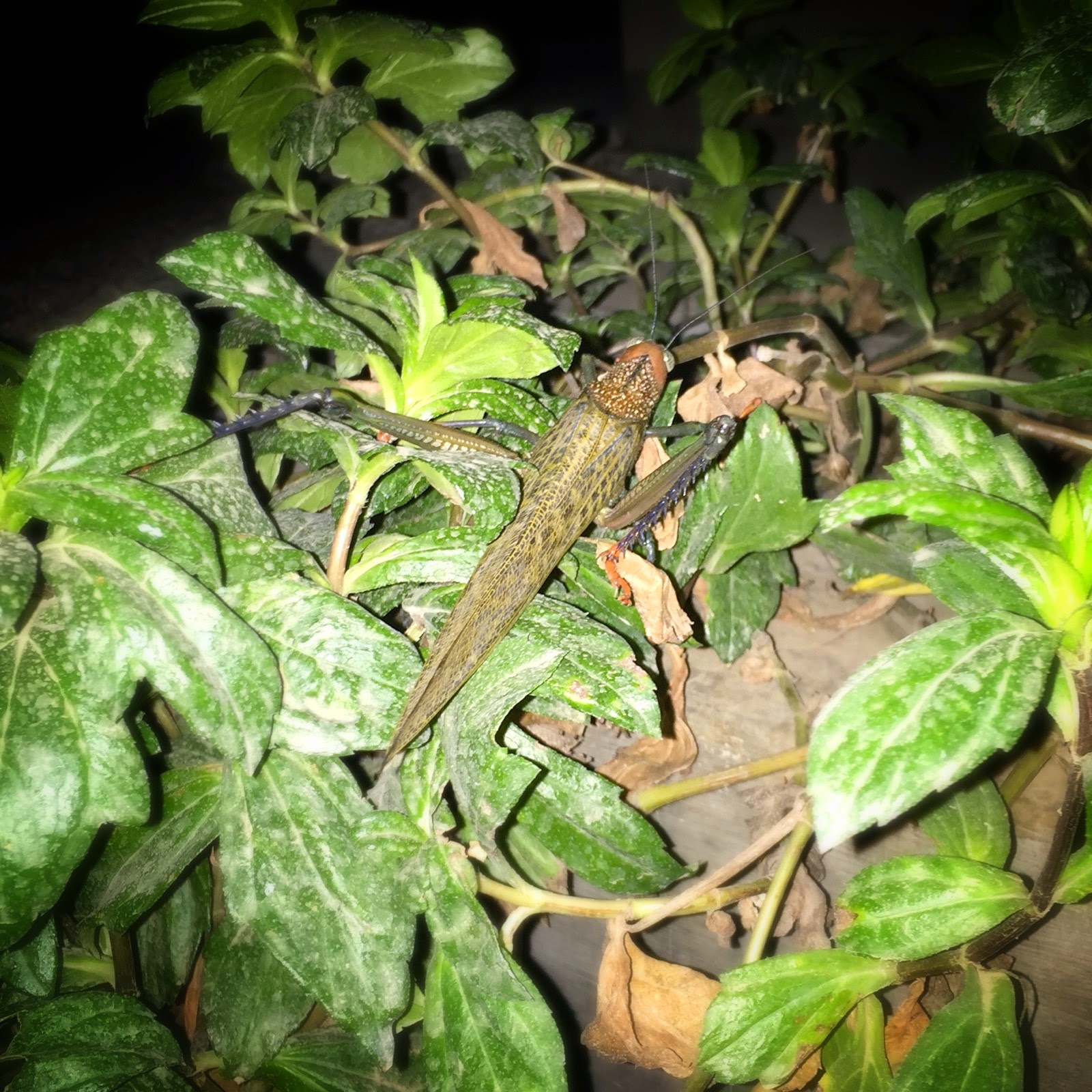 Un lézard camouflé dans les feuilles