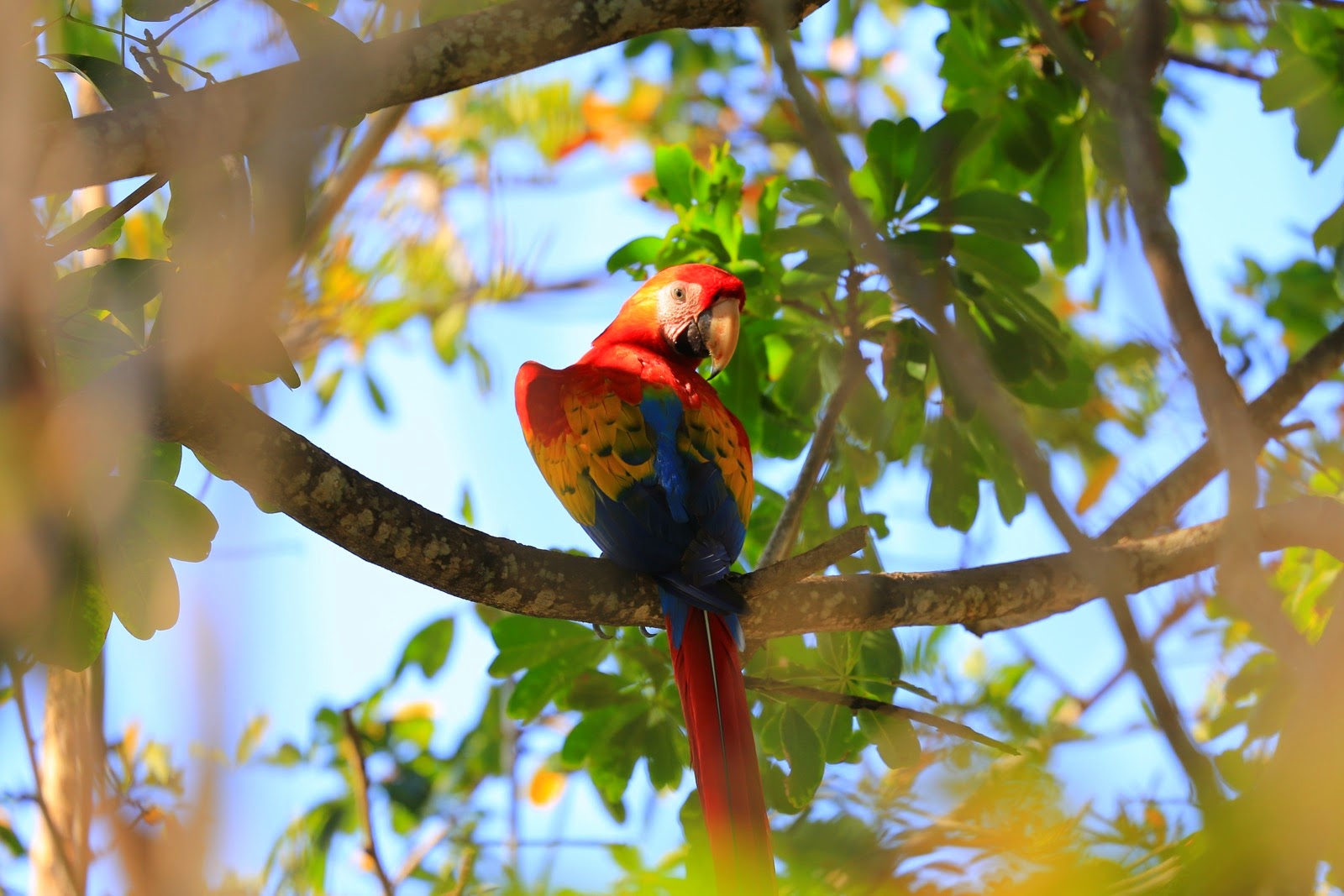 Un ara macao dans un arbre du Costa Rica