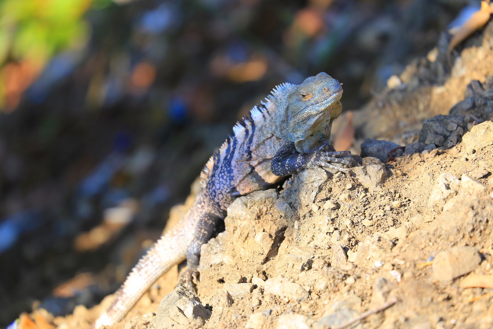 Un iguane noir sur un rocher