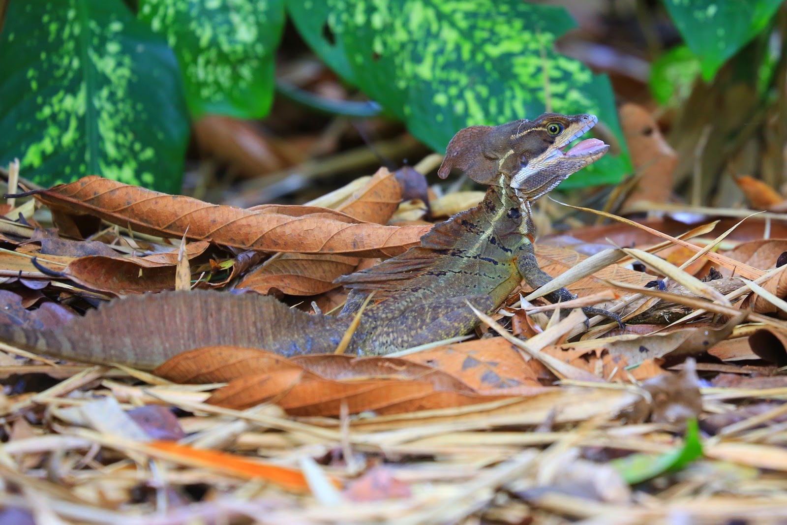Un lézard Jésus-Christ dans les feuilles sèches