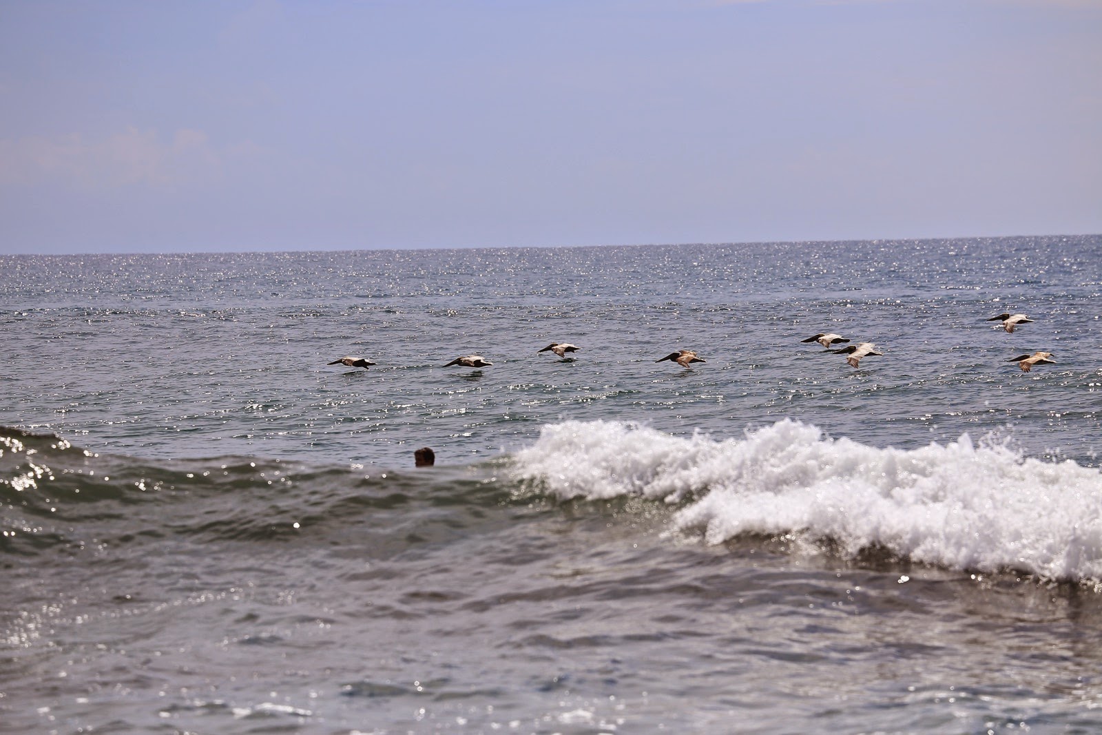 Des pélicans rasent la crête des vagues