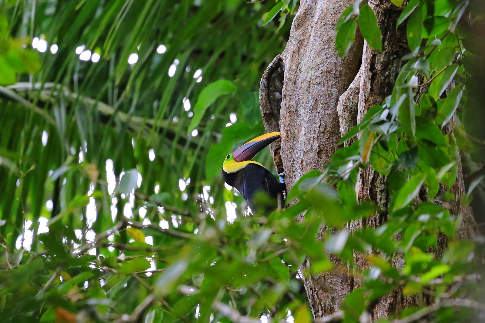 Un toucan sur un tronc, dans la jungle du Costa Rica