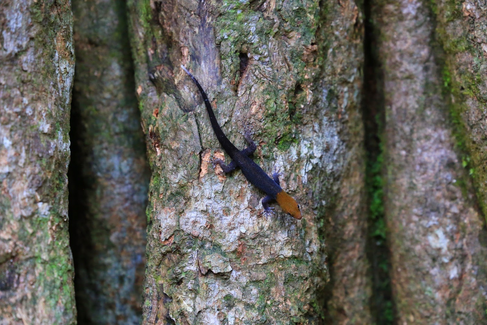 Un petit lézard sur un tronc