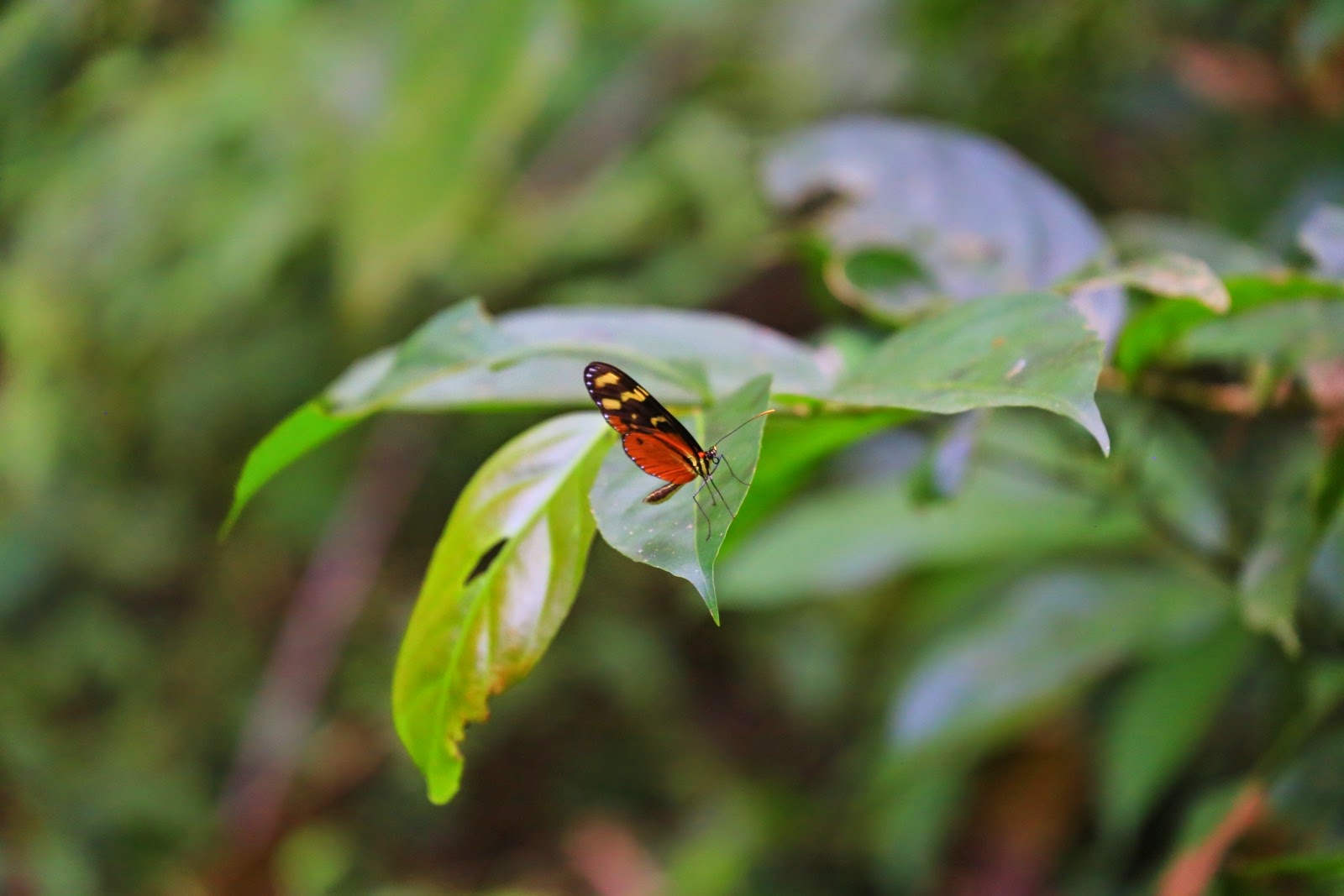 Un papillon orange sur une feuille
