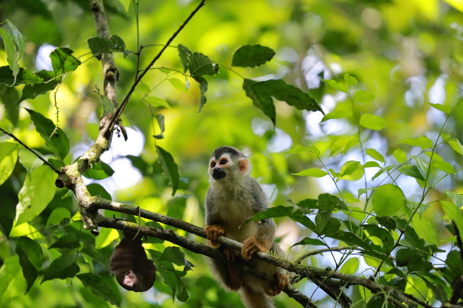 Un petit singe écureuil sur une branche