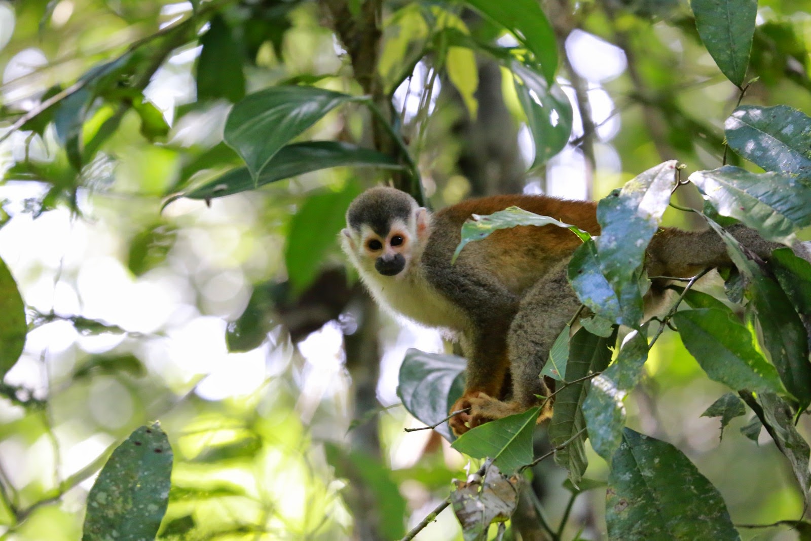 Un singe écureuil dans le feuillage