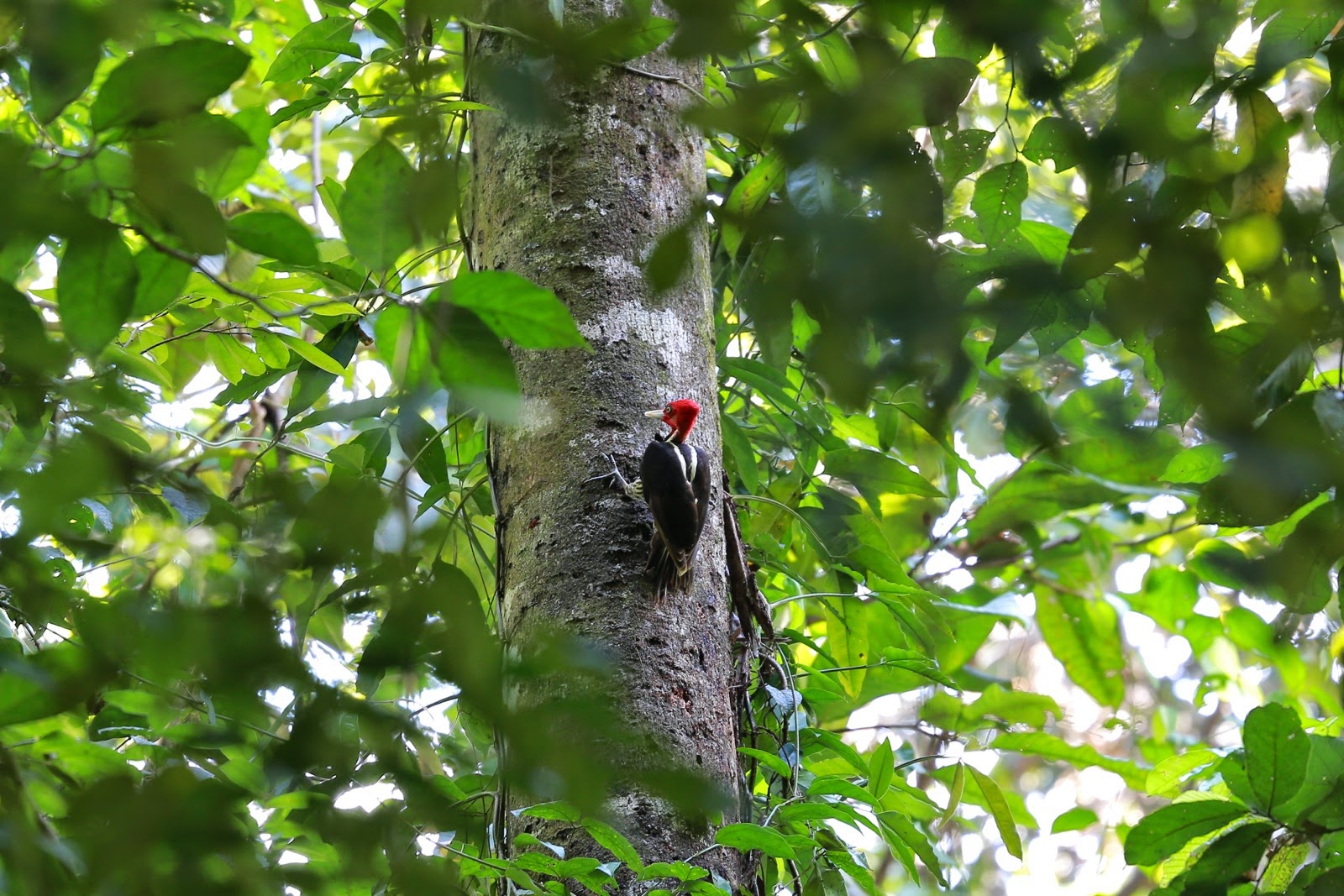 Un pic sur un tronc d’arbre
