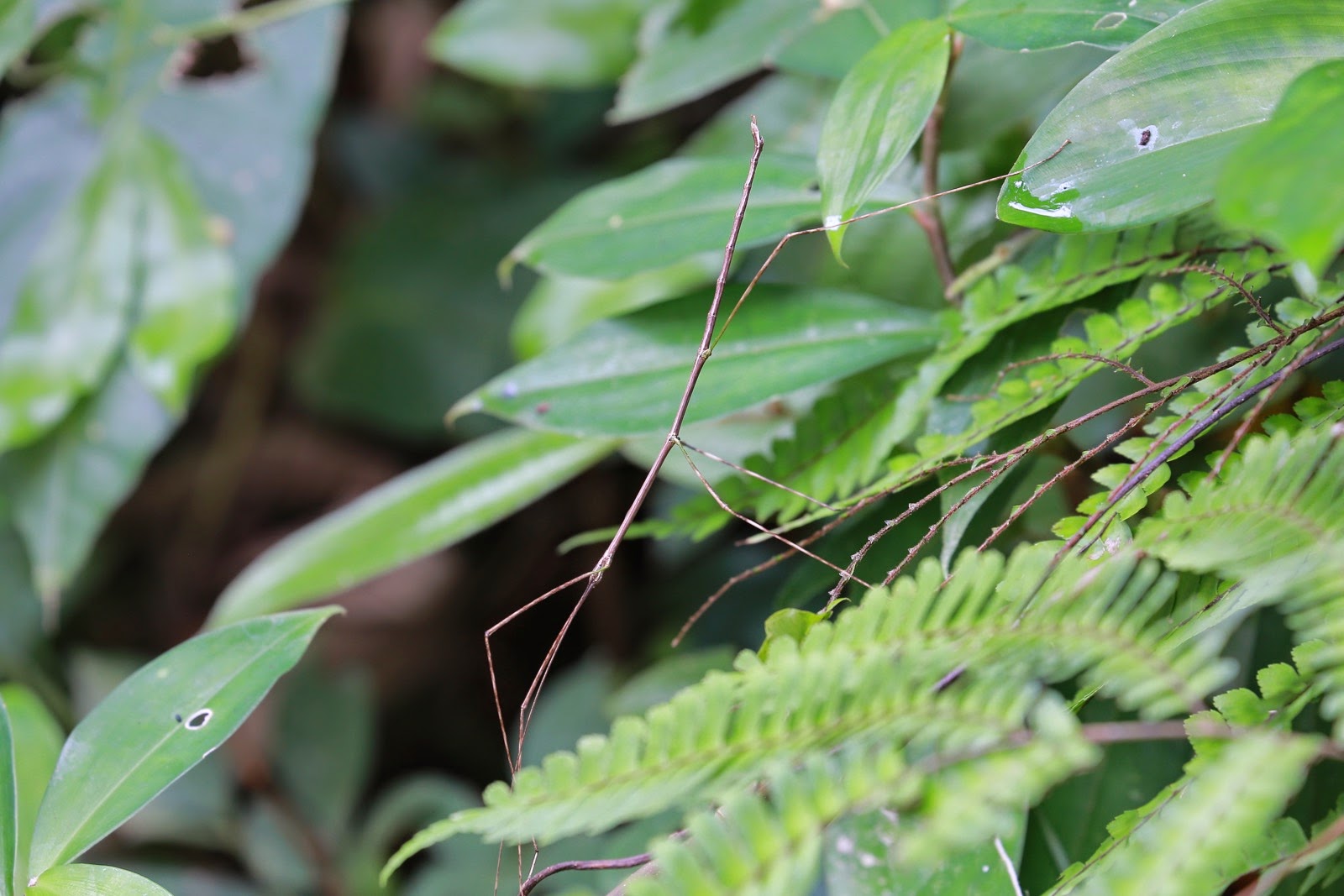 Un insecte camouflé dans les fougères