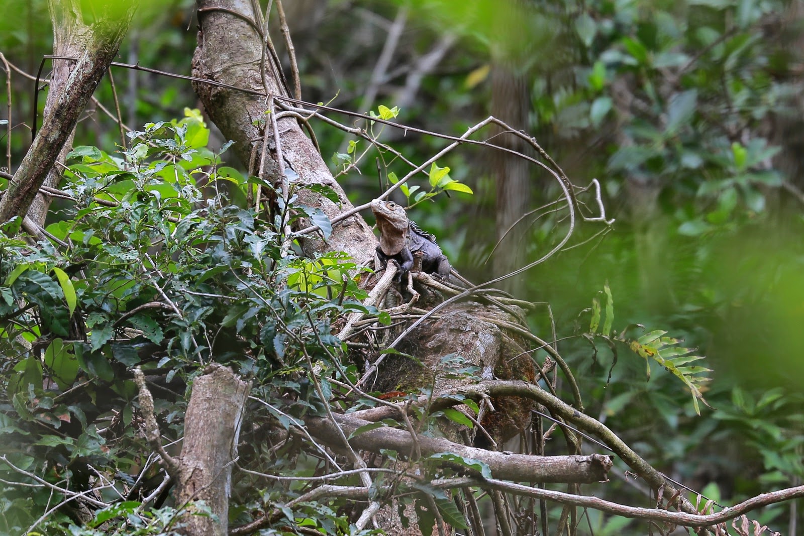 Un lézard sur une branche