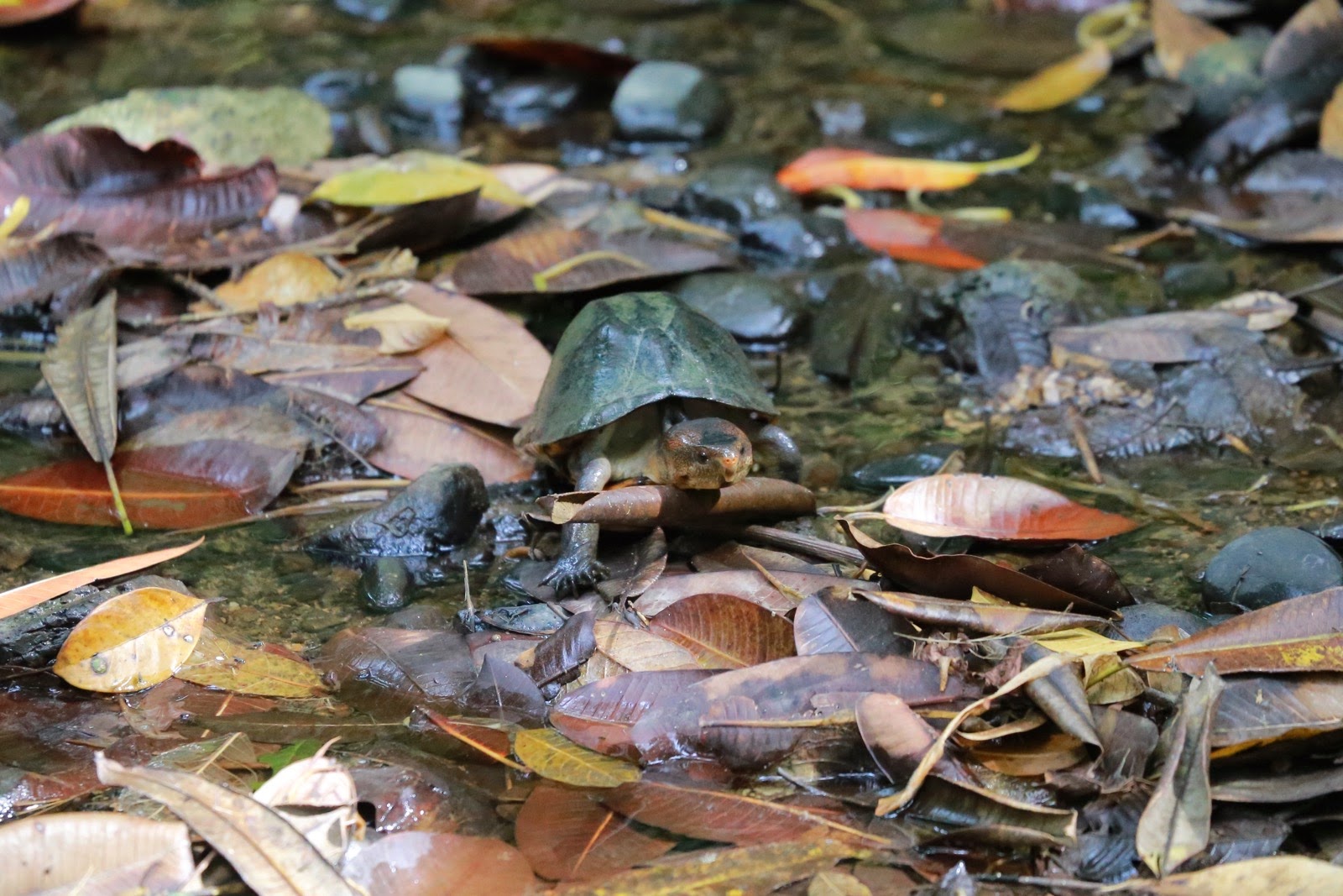 Une tortue noire de rivière parmi les feuilles