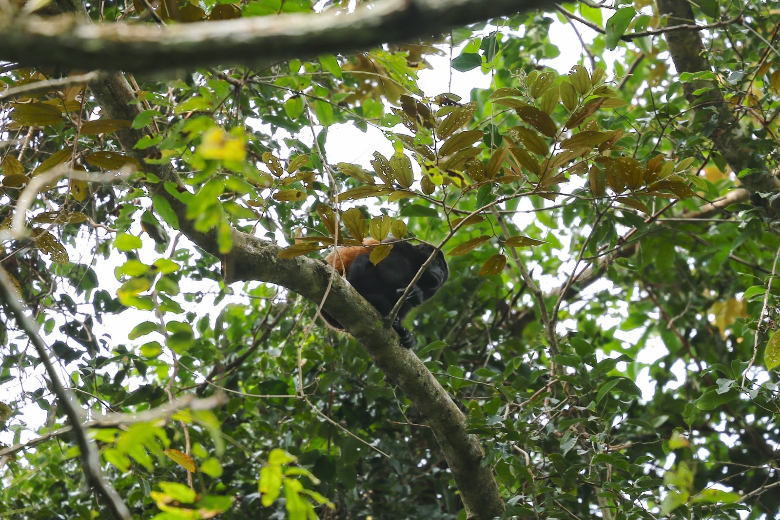 Un singe caché dans les arbres
