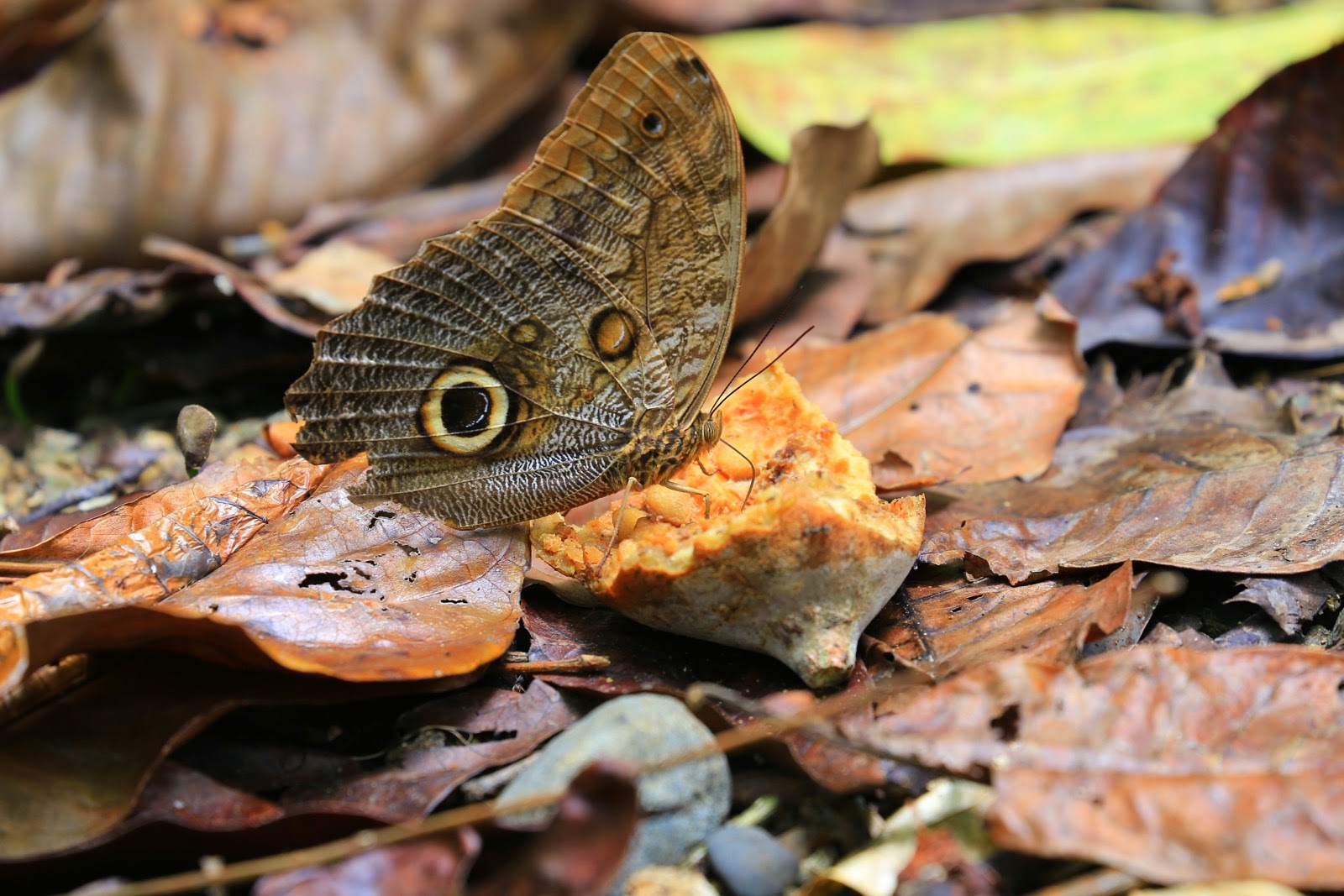 Un papillon hibou sur les feuilles mortes