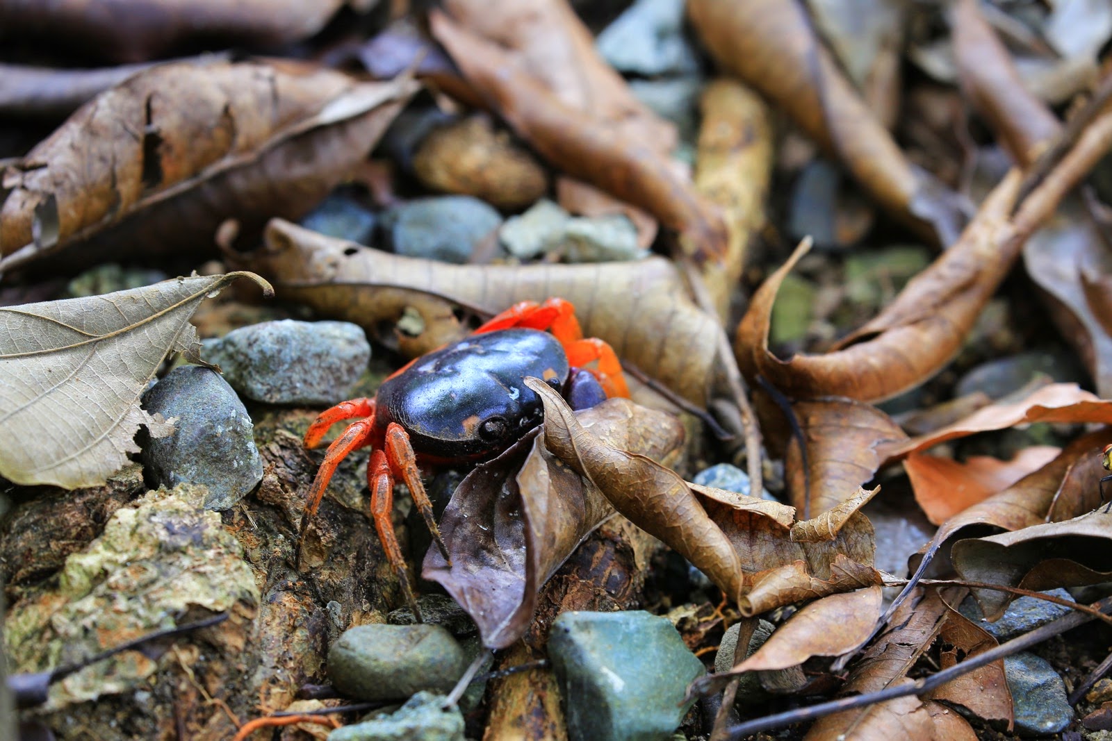 Un crabe de mangrove aux couleurs vives
