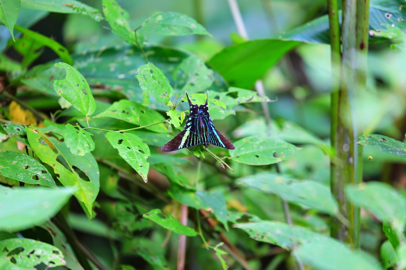 Un papillon noir sur une feuille
