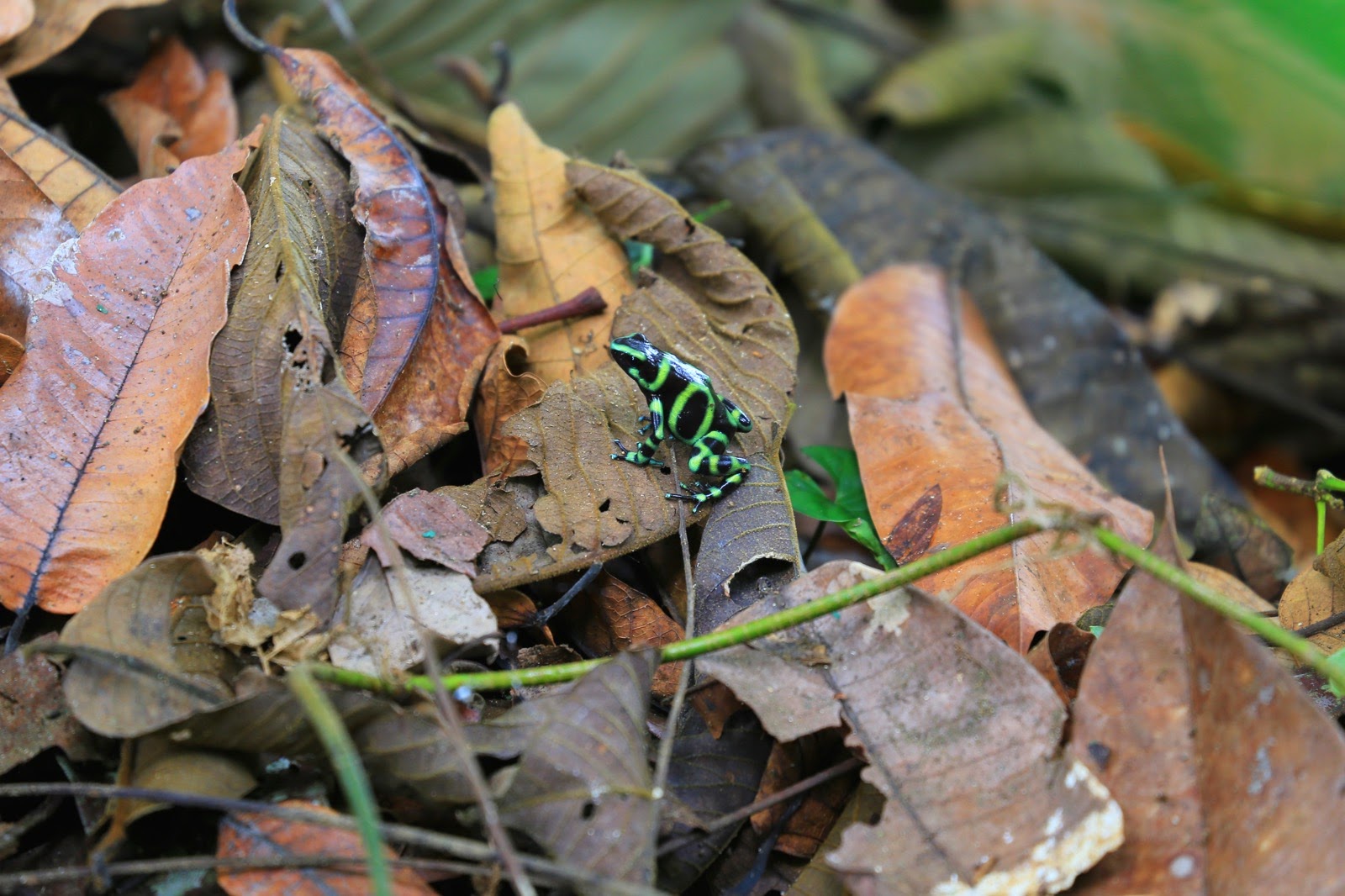 Une grenouille noire et verte dans les feuilles mortes