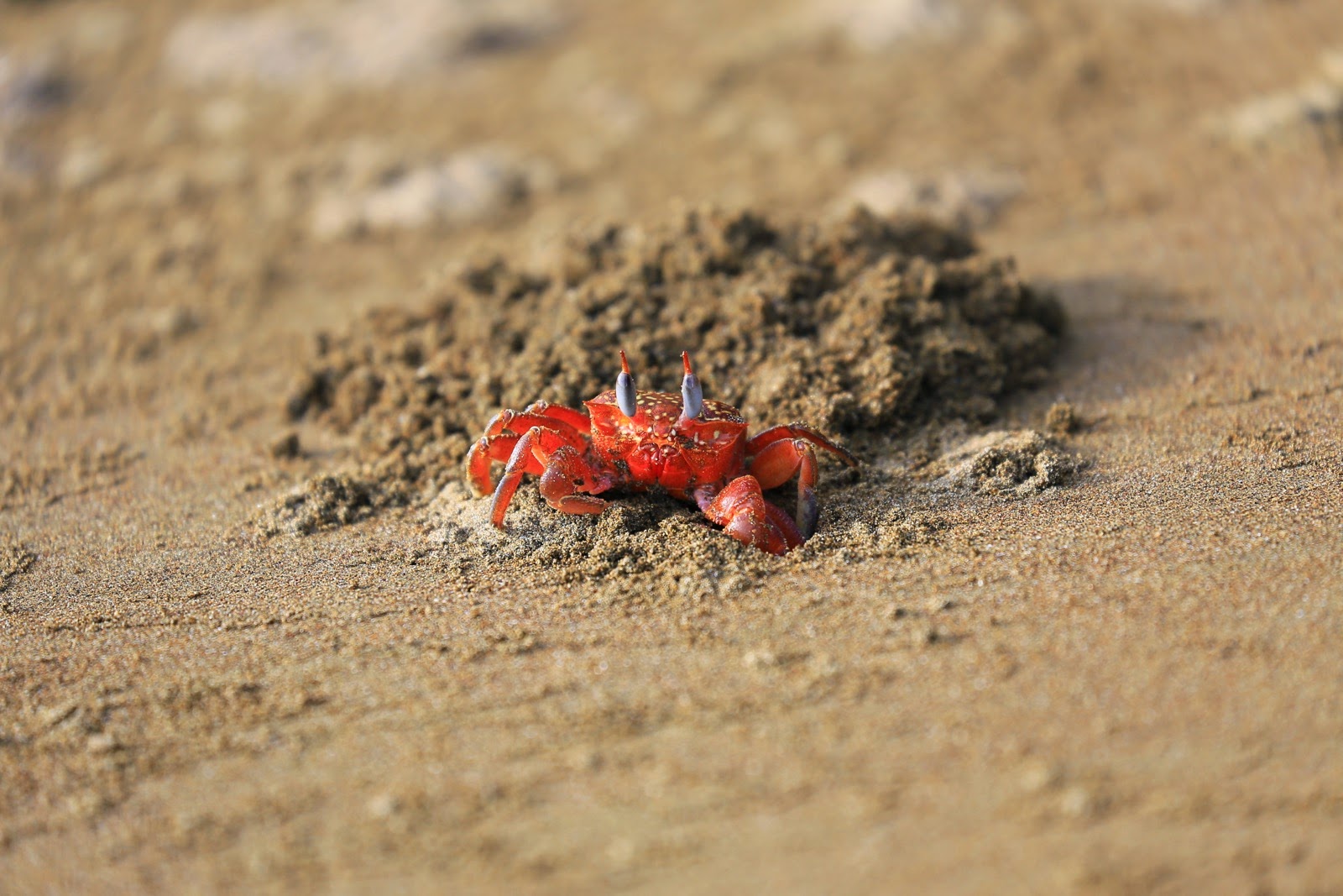 Un crabe rouge devant son trou dans le sable