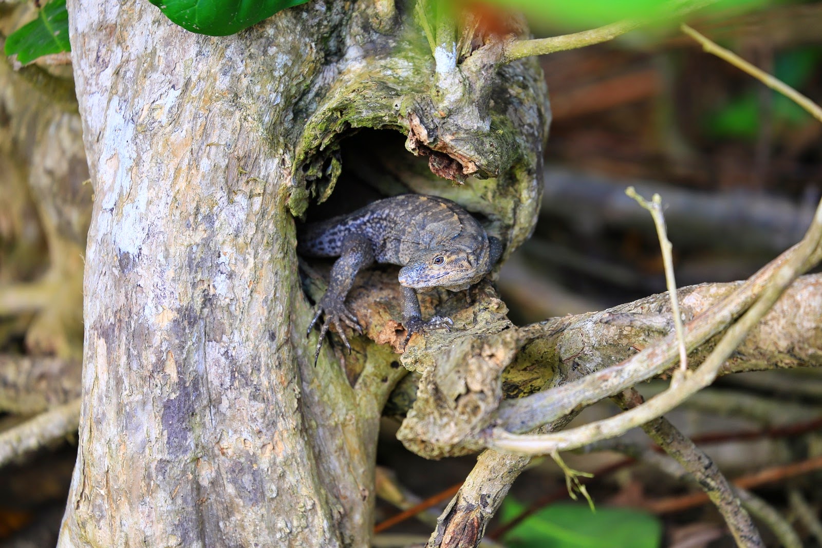 Un iguane dans le creux d’un arbre
