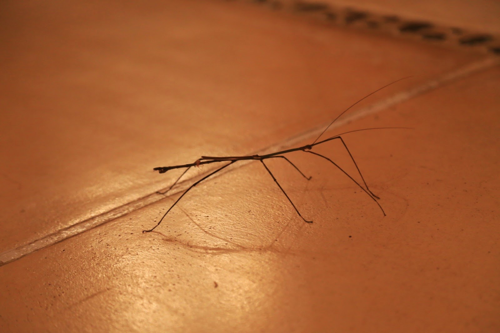 Un phasme sur le carrelage