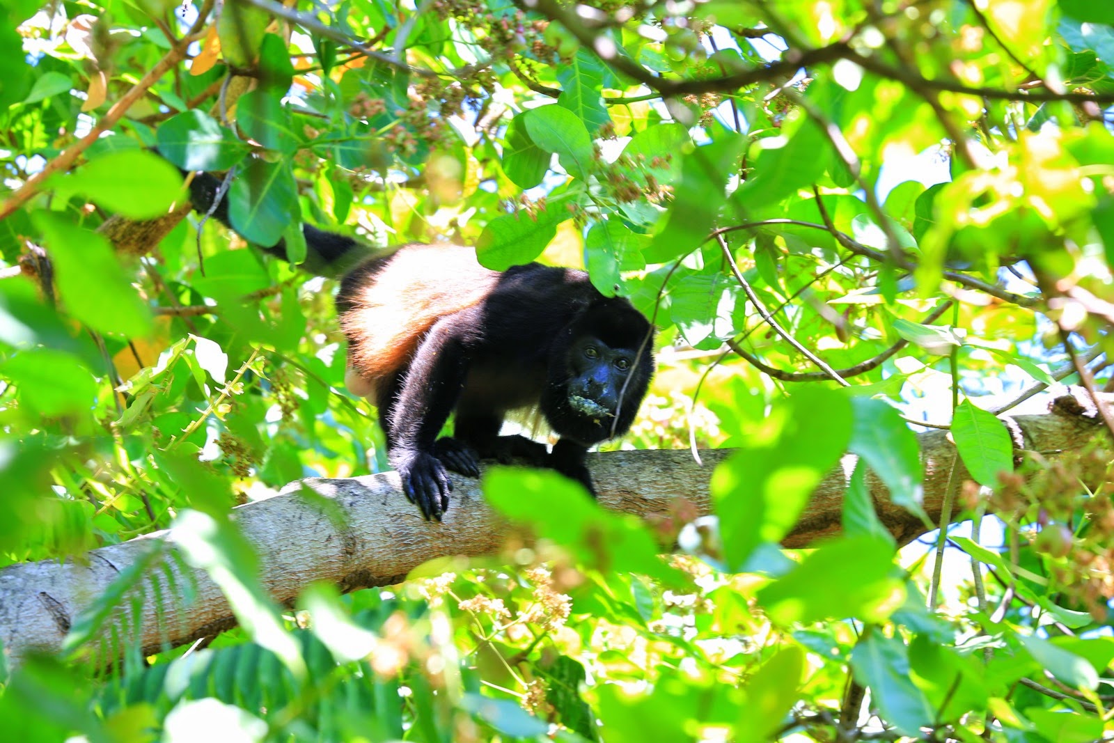 Un singe noir sur une branche