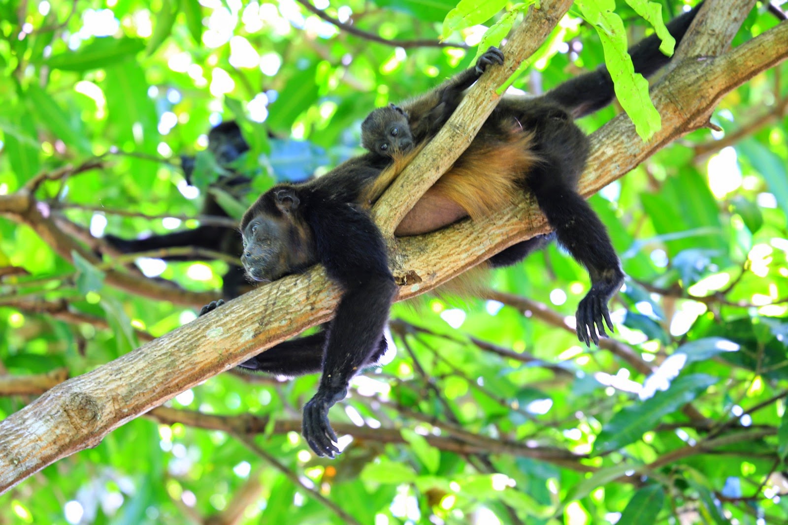 Des singes hurleurs dans les branches