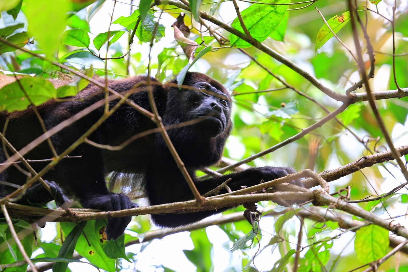Un singe hurleur au pelage noir