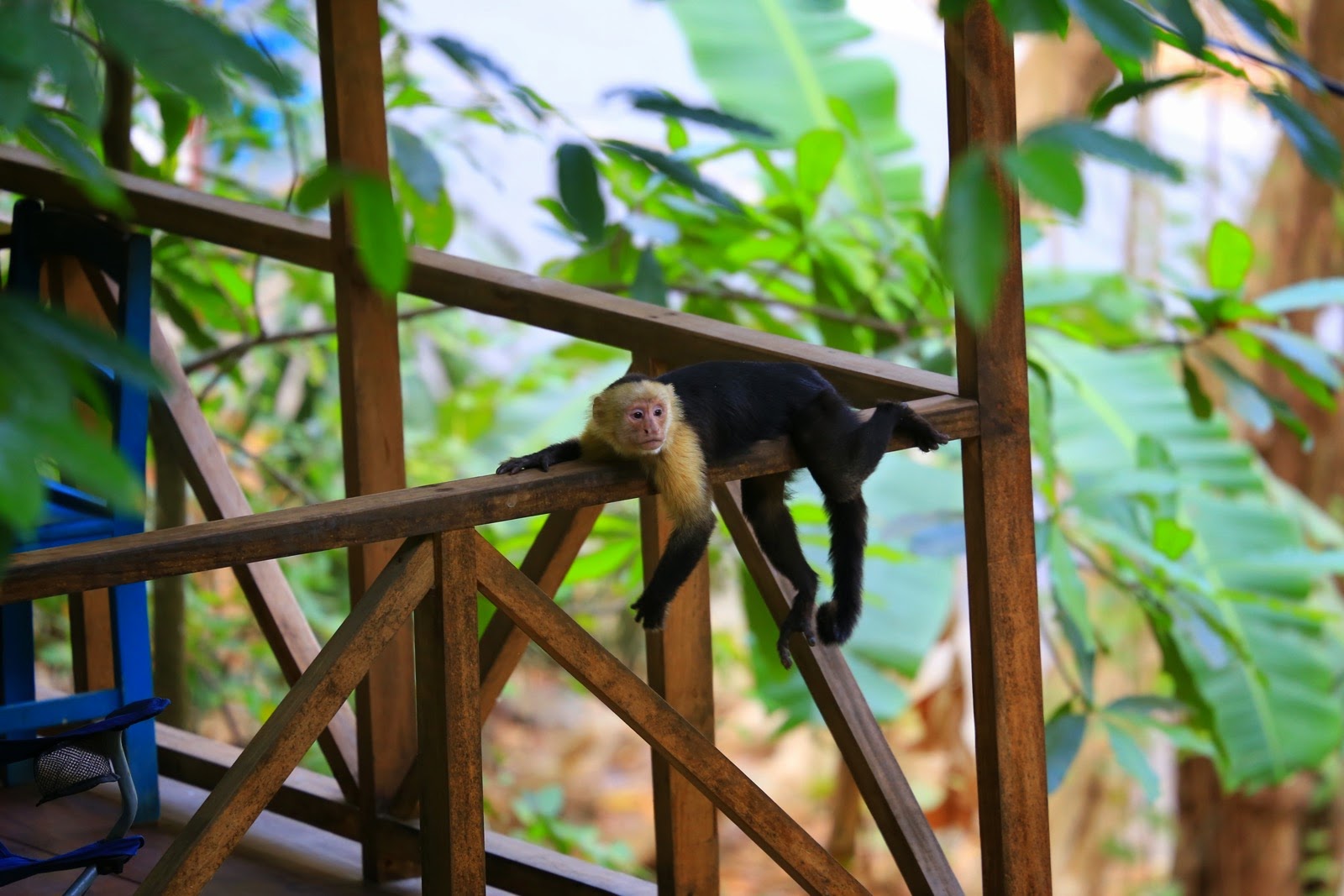 Un sapajou capucin sur une barrière en bois