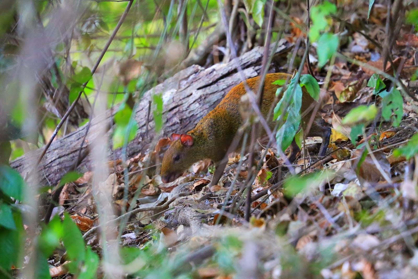Un agouti dans les sous-bois