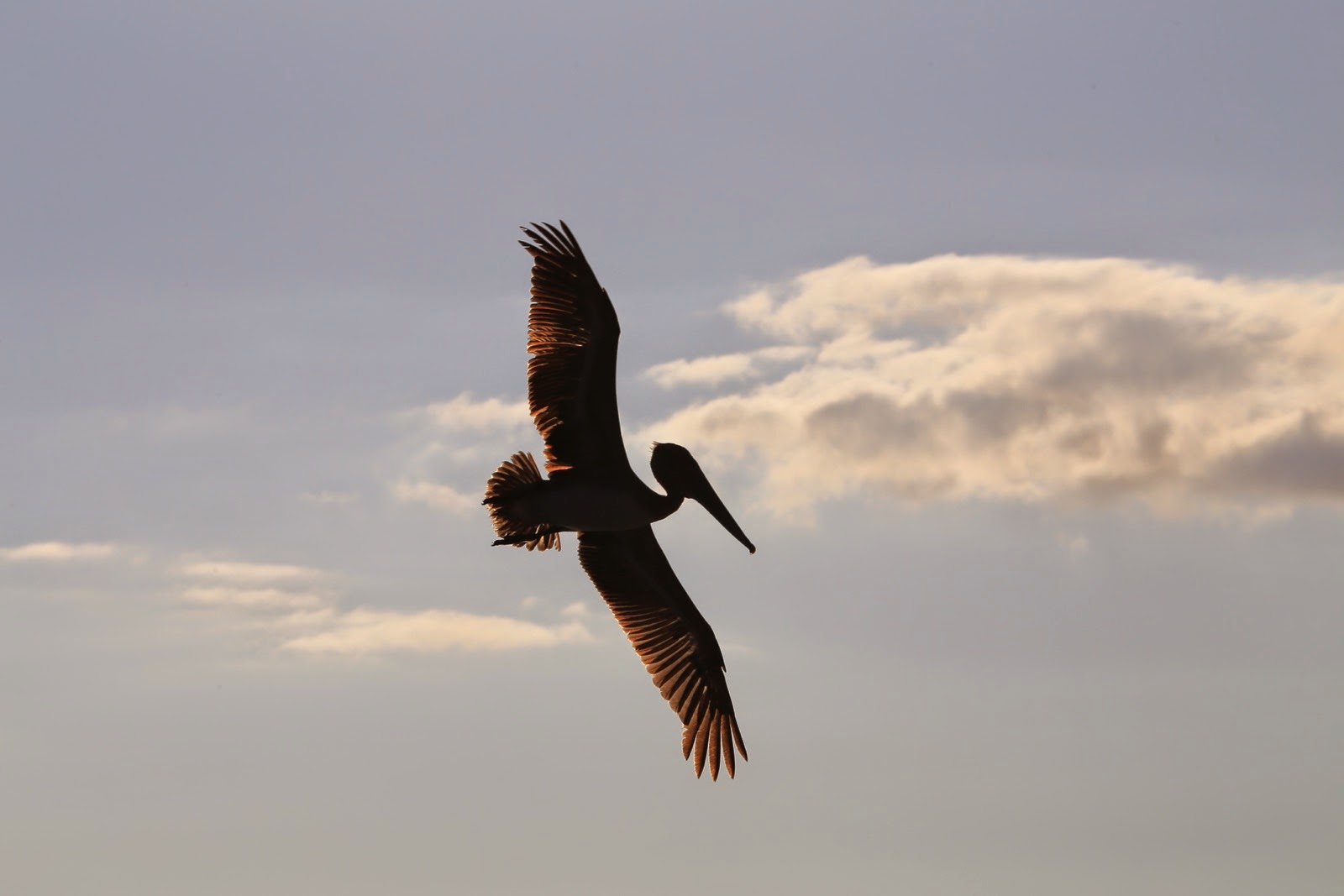 Une frégate dans le ciel